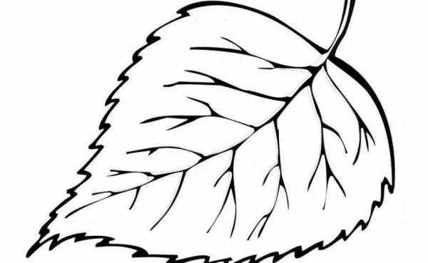 Лист березы раскраска