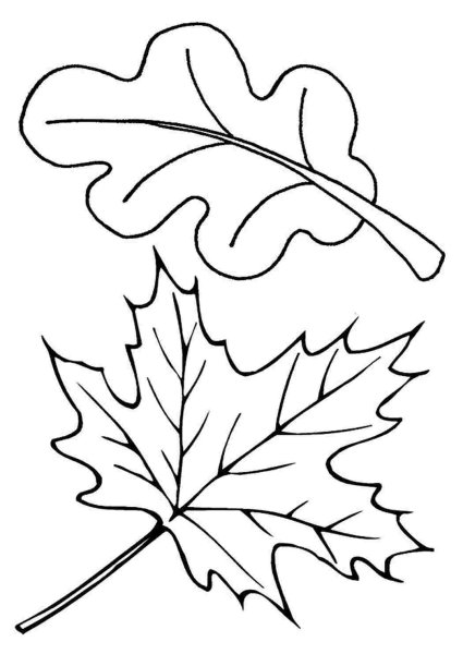 Листья деревьев раскраска