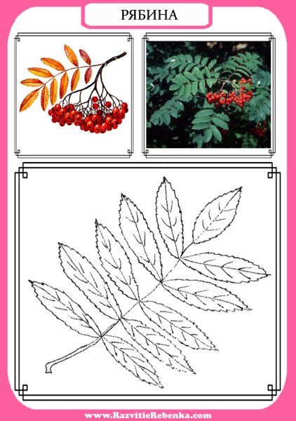 Раскраска листья осенние рябина
