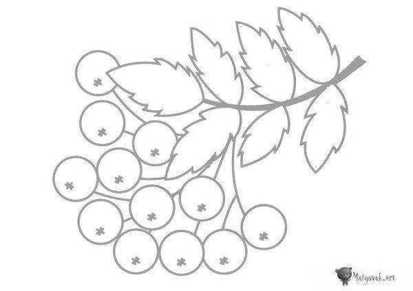 Ветка рябины раскраска для детей