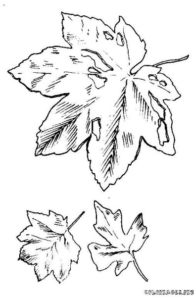 Раскраска осеннего листочка в цветах