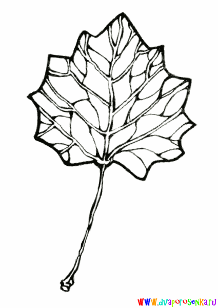 Лист осины контур