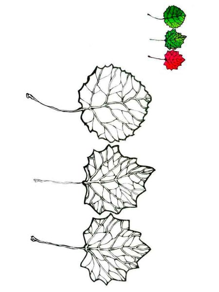 Лист осины раскраска