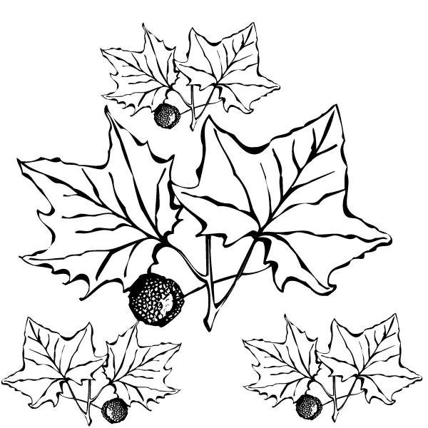 Осенние раскраски для малышей