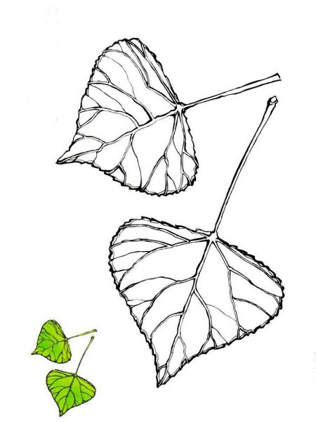 Лист тополя для раскрашивания