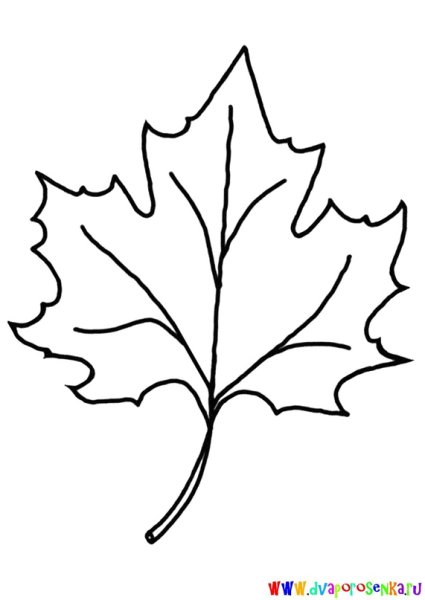 Кленовые листочки раскраска
