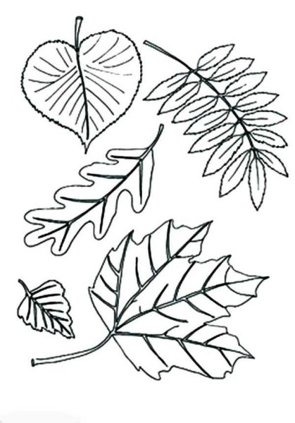 Раскраски листьев деревьев для детей