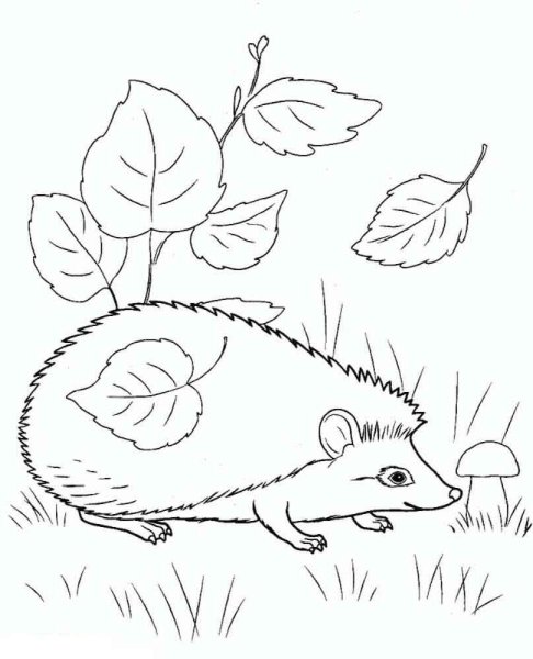 Ёжик раскраска для детей