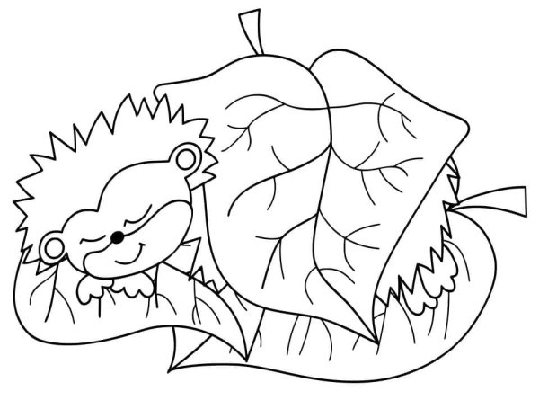 Ежик с листьями раскраска