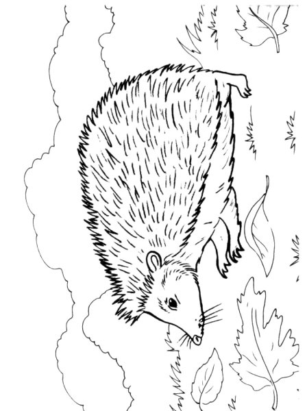 Раскраски диких животных для детей