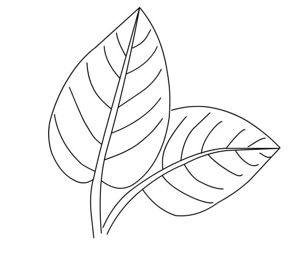 Лист растения раскраска