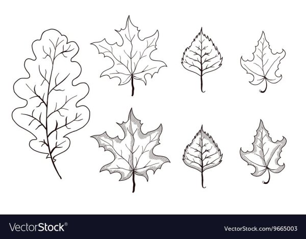 Листья клена и дуба