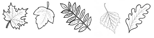 Рисунки листьев деревьев для вырезания