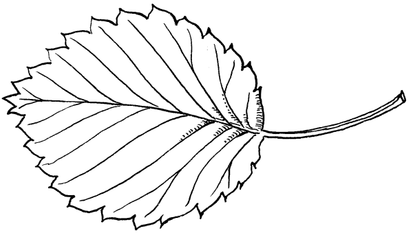 Лист березы раскраска