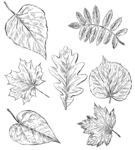 Листья рисунок