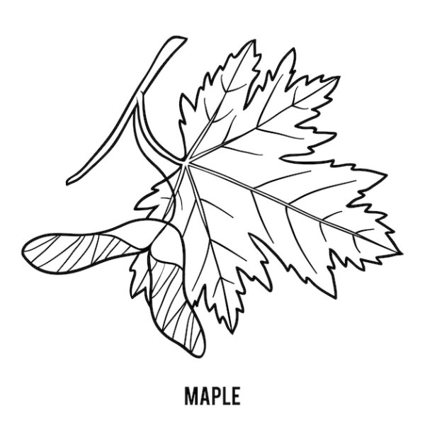 Лист клена раскраска для детей