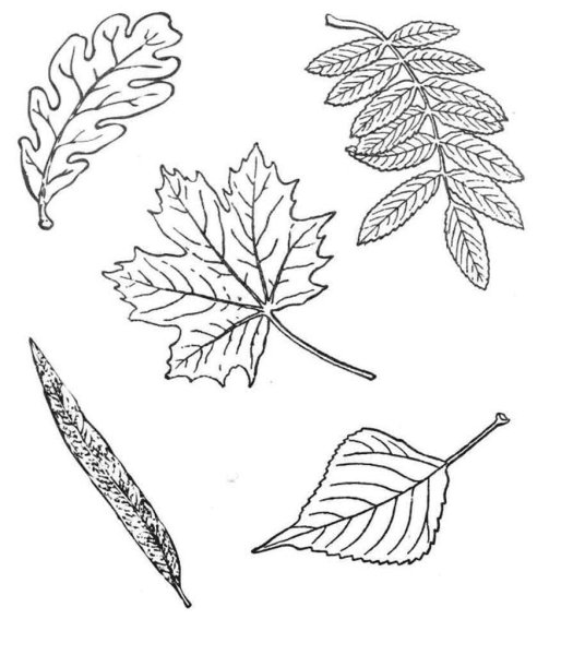 Листья раскраска