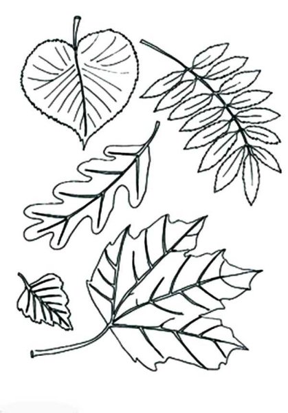 Раскраски листьев деревьев для детей