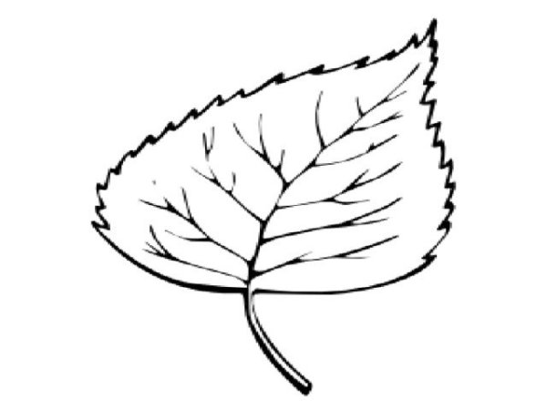 Берёза листья