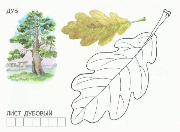 Лист дуба и березы