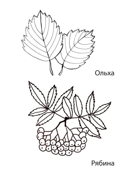 Рябиновый лист раскраска
