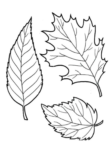 Рисунки листьев деревьев для вырезания