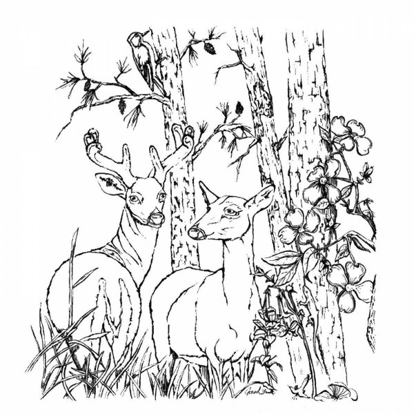 Эскизы для выжигания по дереву природа