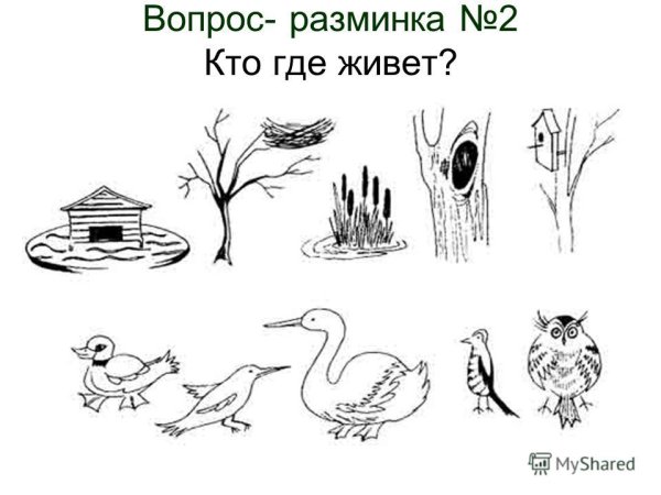 Жилища птиц для дошкольников