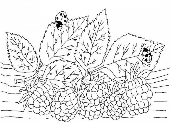 Малина раскраска