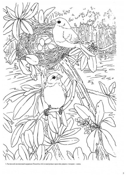 Раскраска природа
