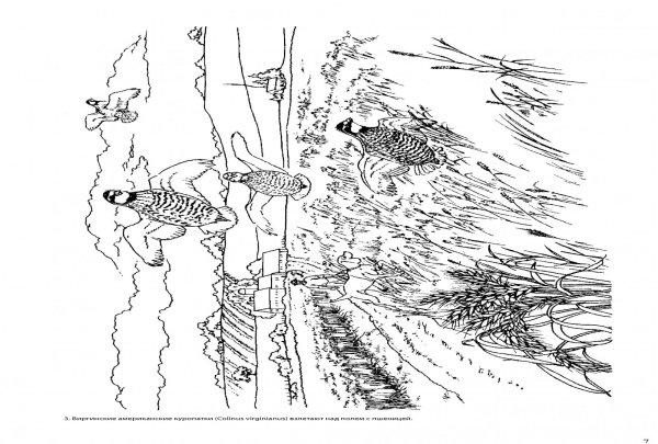 Раскраска волшебство природы