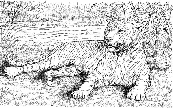 Рисунки для выжигания сложные