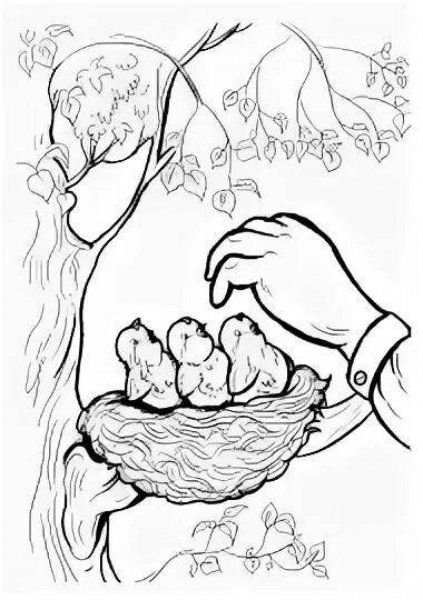 Раскраска для детей не разоряй птичьи гнезда
