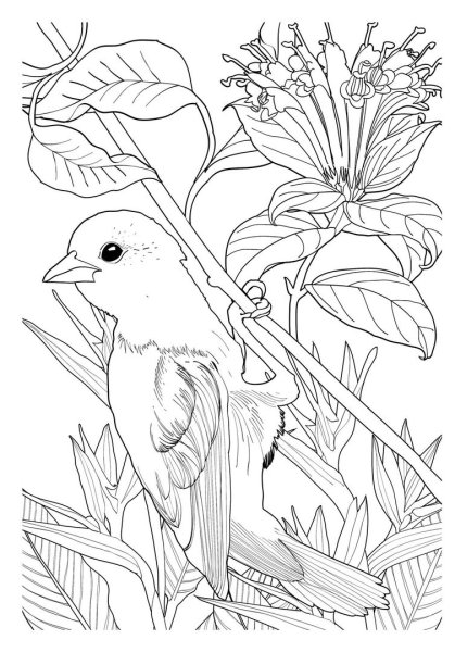 Экзотические птицы раскраска