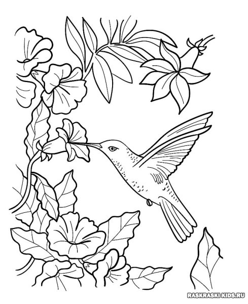 Птицы раскраска для детей