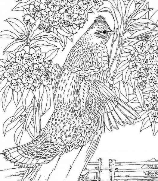Раскраски антистресс птицы