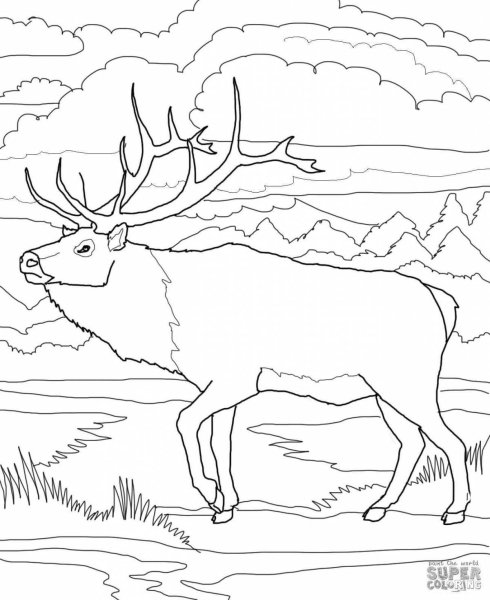 Северный олень раскраска для детей