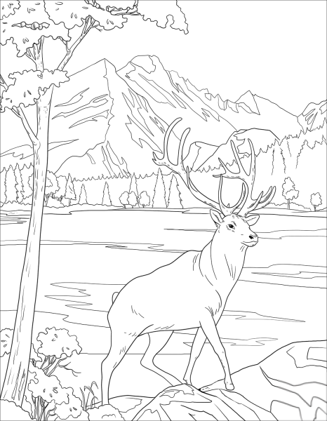Раскраска олень в лесу