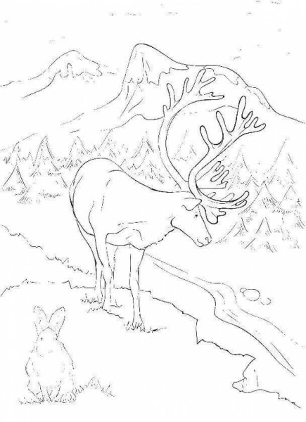 Тундра раскраска