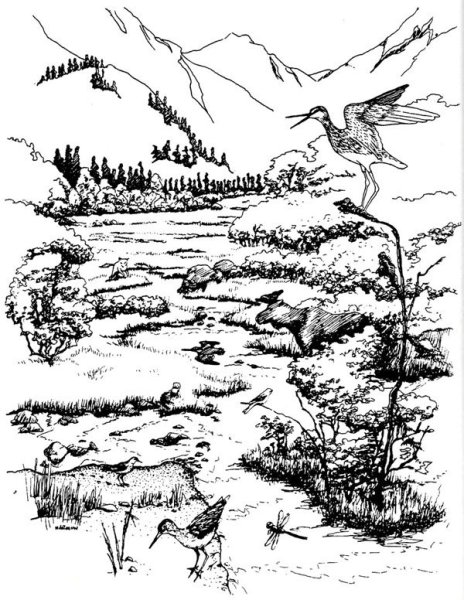 Раскраска тундра природа