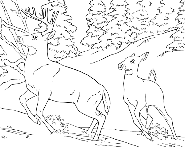 Раскраска "Дикие животные"