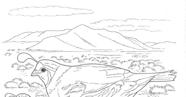 Пустыня раскраска