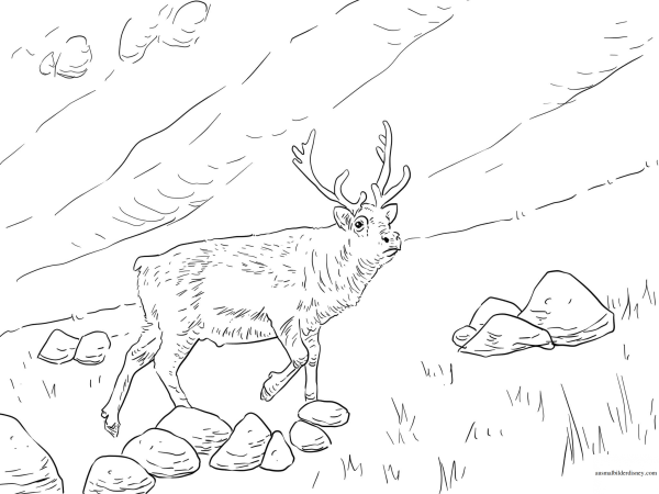 Северный олень раскраска