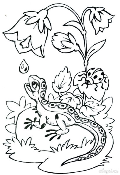 Ящерица раскраска