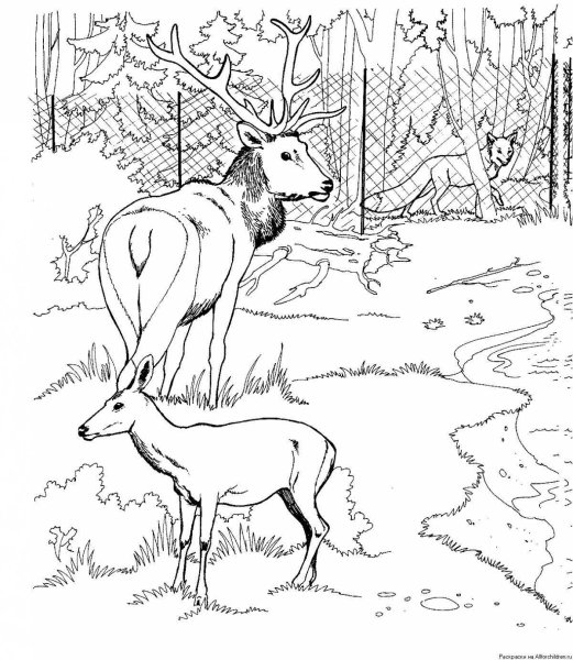 Заповедник раскраска