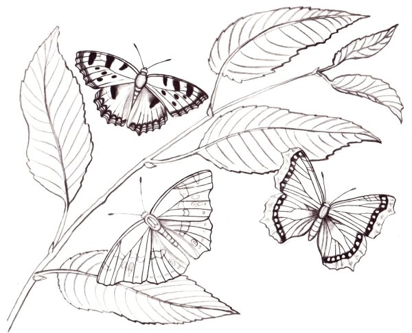 Бабочка на листочке раскраска