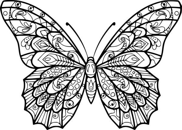 Раскраска "бабочки"
