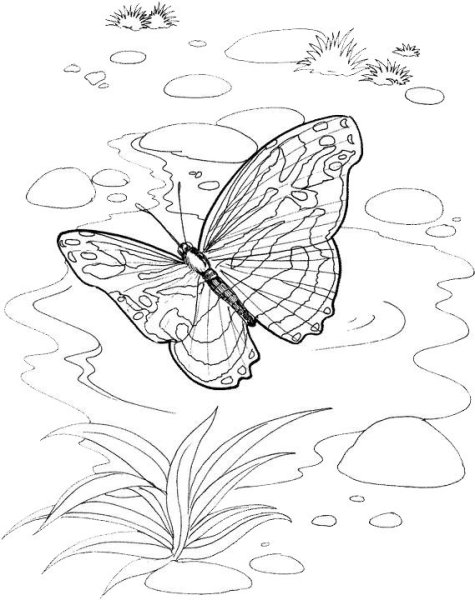 Раскраски пейзаж с бабочками