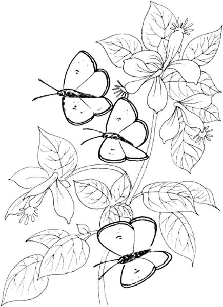 Раскраска для девочек бабочки и птички