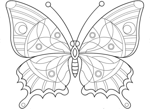 Раскраски бабочки крупные